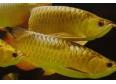 Super Red Arowana Fish And Many Others Available For Sale