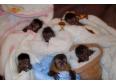 monkey babies and chimpanzee babies