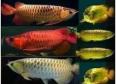 Best Quality Super Red Arowana Fish And Many Others For Sale Gold Bridge