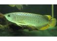 Quality Asian Red Arowana fish And Others Available For Sale