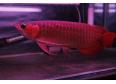 Quality Asian red Arowana fish