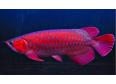 Top quality Grade AAA Arowana fishes from genuine breeders available on 