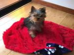 Magnificent Teacup Yorkie puppies Available.