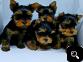 Mini Yorkshire terriers puppies for sale