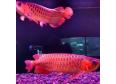 quality Super Red Arowana fishes for sale